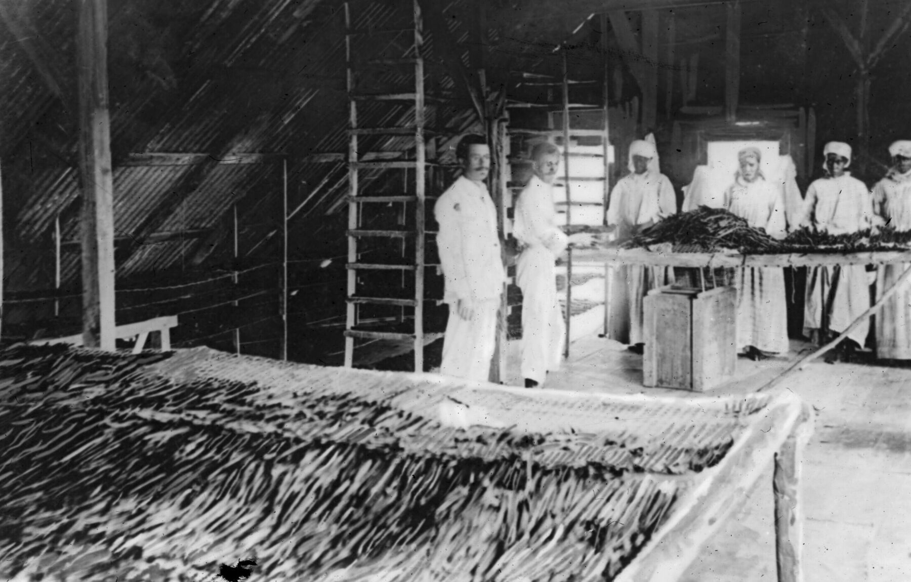 Séchage de la vanille sur claie à Mohéli, aux Comores, vers 1900